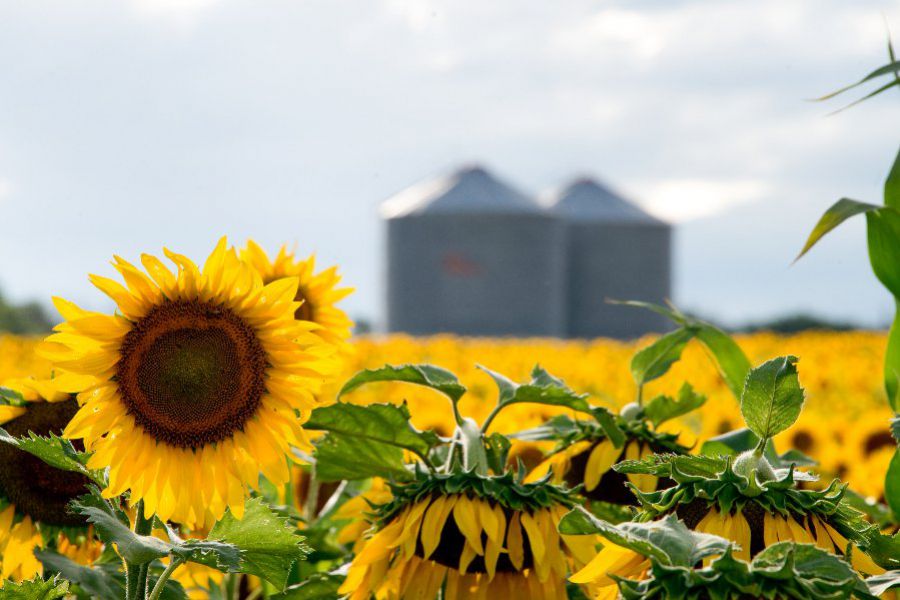 LA PRENSA | Diario - Sector agrícola / Comienza abrirse camino la  producción de girasol