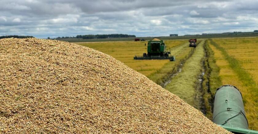 LA PRENSA | Diario - Participación del precio convenio del arroz / Cayó del  85% al 70% en diez años