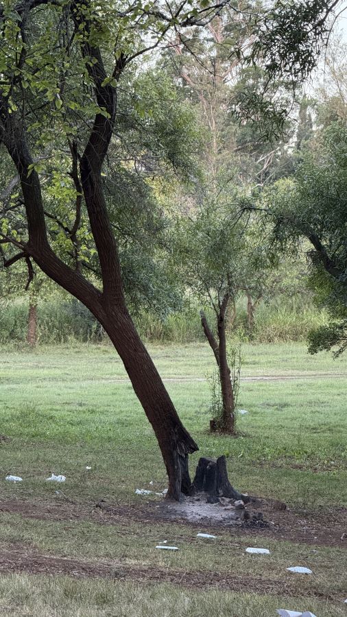 Arbol quemado