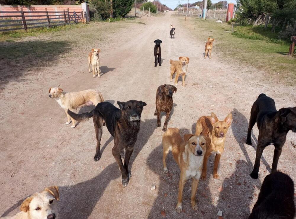 Imagen publicada por La Prensa junto a la nota sobre la propuesta de Federación Rural para controlar la superpoblación de perros